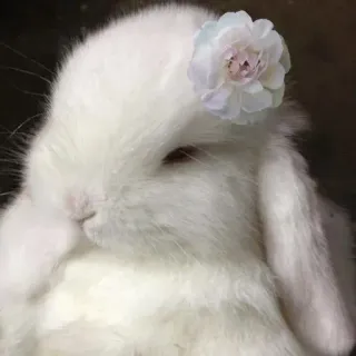🌟 rabbit, bunny, flower, animal, cute, white, pet whatsapp sticker