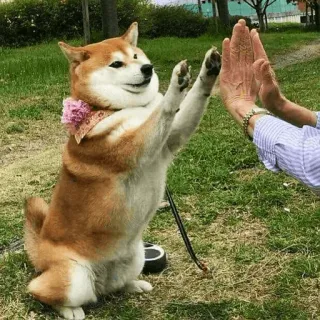 👍 chien, shiba inu, tape m'en cinq, mignon, animal, animal de compagnie telegram sticker
