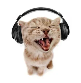 🎧 chat, écouteurs, musique, animal, mignon, animal de compagnie telegram sticker