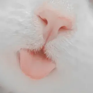 ❤️ cat, nose, pink, white, animal, pet, cute telegram sticker