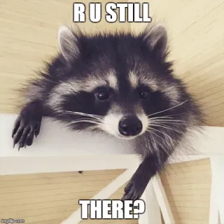 😶 R U STILL
THERE? mapache, animal, meme, tierno, divertido whatsapp sticker