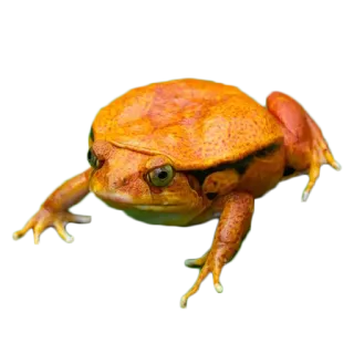 🐸 カエル, オレンジ, 両生類, 動物, 野生動物 telegram sticker