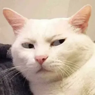 😾 kucing, kucing putih, binatang, hewan peliharaan, meme, lucu, ekspresi telegram sticker