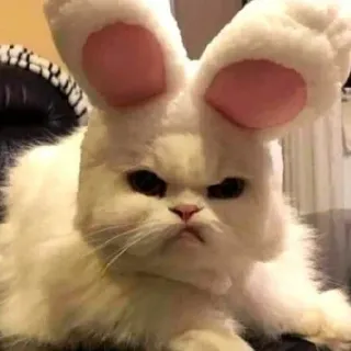 ❤️ cat, bunny ears, animal, pet, cute, white cat telegram sticker