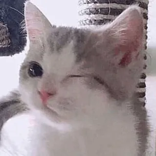 😉 gatto, gattino, carino, animale, animale domestico, occhiolino telegram sticker