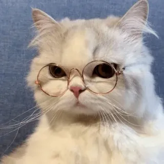 🧐 cat, glasses, animal, pet, cute, fluffy, white cat telegram sticker
