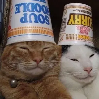 🙃 SOUP NOODLE кошки, еда, смешные, милые, животные, питомцы, шляпы telegram sticker
