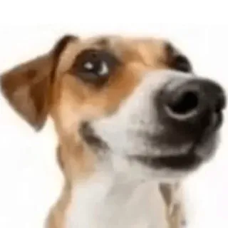 собаки нахуй telegram stickers