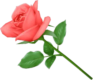 🌹 Rose, Blume, Rot, Natur, Pflanze, Blumen whatsapp sticker