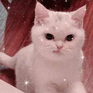 🐱 고양이, 흰 고양이, 귀여운, 애완동물, 동물, 가축 telegram sticker