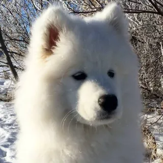 ❤️ Hund, Samojede, weißer Hund, flauschig, süß, Tier, Haustier, Winter telegram sticker