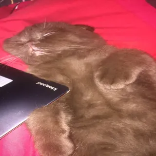 🐱 gato, durmiendo, portátil, animal, mascota, animal doméstico telegram sticker