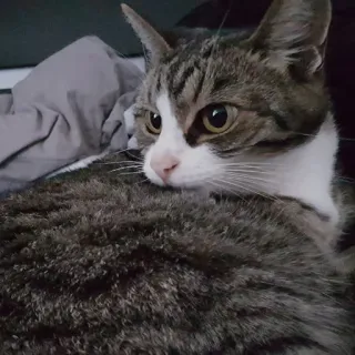 🐱 Katze, Tier, Haustier, Säugetier, Katzenartig, Fellnase whatsapp sticker