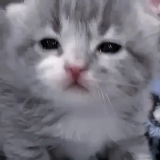 🐈‍⬛ kätzchen, katze, süß, haustier, tier, flauschig, grau, weiß telegram sticker