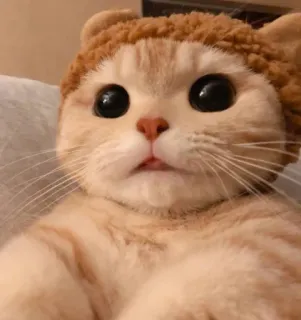 😺 gato, gatinho, fofo, animal, animal de estimação whatsapp sticker