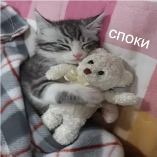 😴 СПОКИ kitten, cat, sleeping, teddy bear, cute, animal telegram sticker