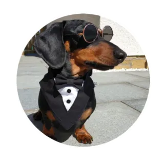 😎 dog, dachshund, sunglasses, tuxedo, formal, pet, animal whatsapp sticker
