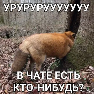 🤐 УРУРУРУРУУУУУУУУ
В ЧАТЕ ЕСТЬ КТО-НИБУДЬ? raposa, animal, engraçado, meme, texto, russo, chat, internet telegram sticker