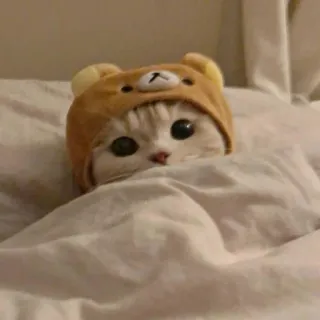 🪐 cat, animal, cute, pet, bed, bear, hat telegram sticker