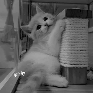 🕸 ipishy 猫, 小猫, 可爱, 宠物, 猫抓板 telegram sticker