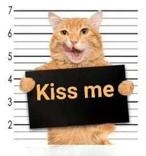 🤓 Kiss me cat, kiss, animal, mugshot, arrested telegram sticker