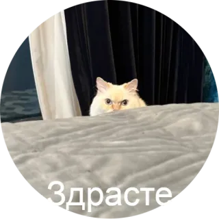 😊 Здрасте кот, привет, животное, питомец, русский whatsapp sticker