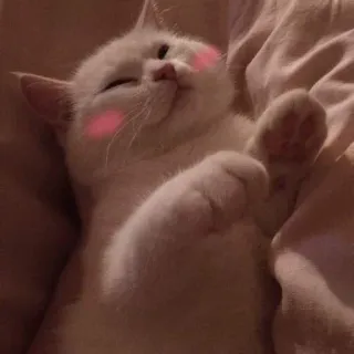 ☺️ gatto, gattino, carino, animale, animale domestico, dormire whatsapp sticker