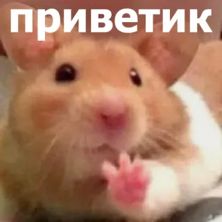 👋 приветик แฮมสเตอร์, น่ารัก, ทักทาย, สัตว์, สัตว์ฟันแทะ telegram sticker