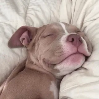 😴 hond, slapen, puppy, schattig, huisdier, dier telegram sticker