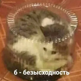 🍰 б - безысходность kucing, di dalam, toples, kesedihan, Rusia telegram sticker