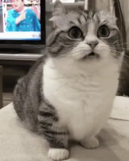😳 猫, かわいい, 動物, 子猫, ペット, 面白い telegram sticker