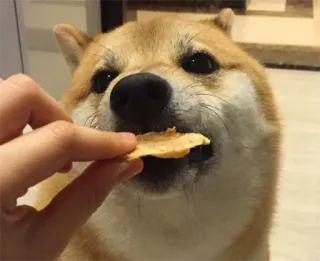 🍪 chien, shiba inu, mignon, animal de compagnie, animal, nourriture, collation telegram sticker