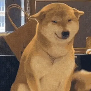 😒 Shiba Inu собака, Шиба Ину, милый, животное, питомец, мем whatsapp sticker