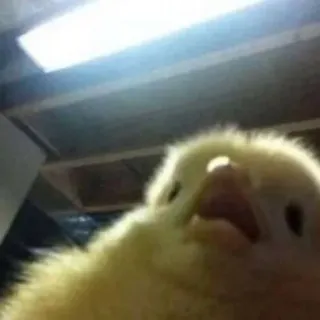 😮 chick, bird, animal, cute, yellow whatsapp sticker