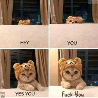 🖕 HEY YOU YES YOU Fuck You cat, kitten, funny, insult, meme, offensive telegram sticker