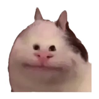 😞 cat, meme, animal, funny, pet, cute, beluga cat telegram sticker