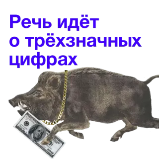 💵 Речь идёт о трёхзначных цифрах jabalí, dinero, billete cien dólares, animal, cadena de oro telegram sticker