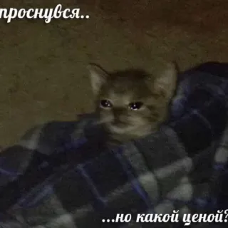 🛌 проснувся..
..но какой ценой? kot, smutny, mem, rosyjski, koc, słodki whatsapp sticker