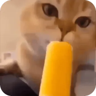 🤩 gatto, ghiacciolo, gelato, animale, carino telegram sticker