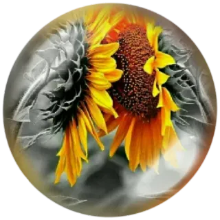 @cantinhoemotional whatsapp stickers