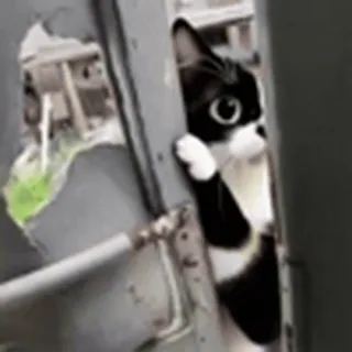 🤩