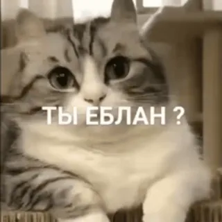 🤡 ТЫ ЕБЛАН ? chat, russe, offensant, insulte, mème whatsapp sticker