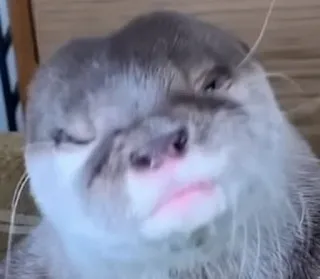 😊 otter, animal, cute, mammal, wildlife telegram sticker