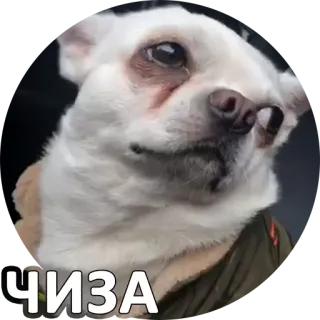 👌 ЧИЗА cane, chihuahua, animale, animale domestico, divertente, adesivo whatsapp sticker