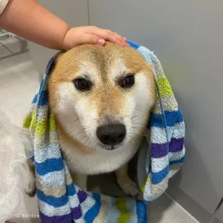 🐗 dog, shiba inu, towel, pet, animal, cute, domestic animal telegram sticker