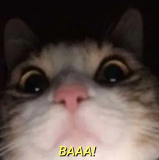 💛 BAAA! gato, engraçado, animal, animal doméstico telegram sticker