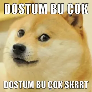 🤔 DOSTUM BU COK
DOSTUM BU COK SKRRT doge, meme, internet, gracioso, perro telegram sticker