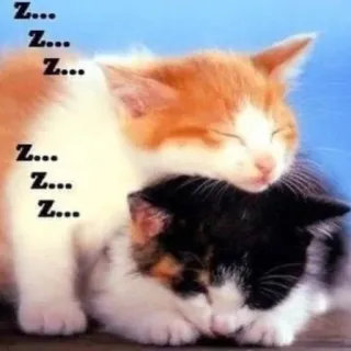 😴 Z...
Z...
Z...
Z...
Z...
Z.... кот, коты, котенок, котята, сон, спящий, животное, милый telegram sticker