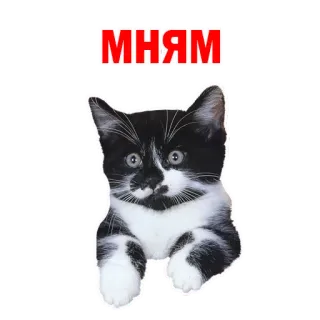 😋 МНЯМ gato, gatinho, fofo, animal, animal de estimação, preto e branco whatsapp sticker