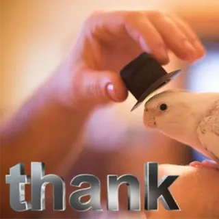☺️ thank oiseau, perroquet, merci, chapeau, animal de compagnie, mignon telegram sticker